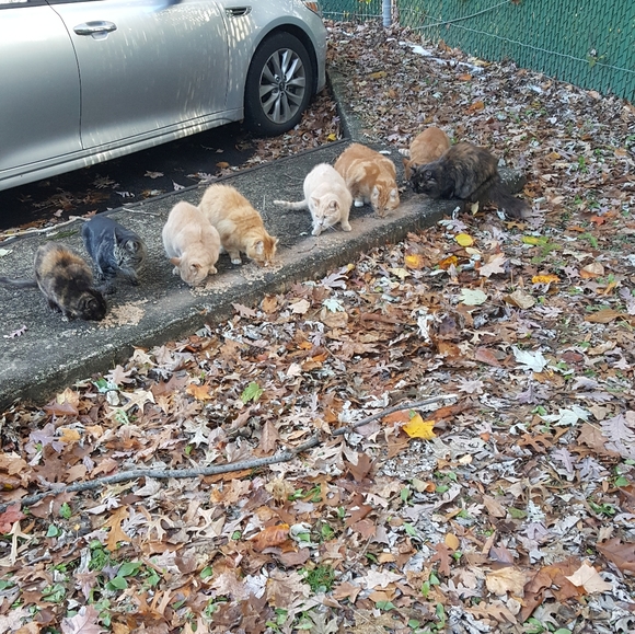 THIS CLOSET - Picture 4 of 8